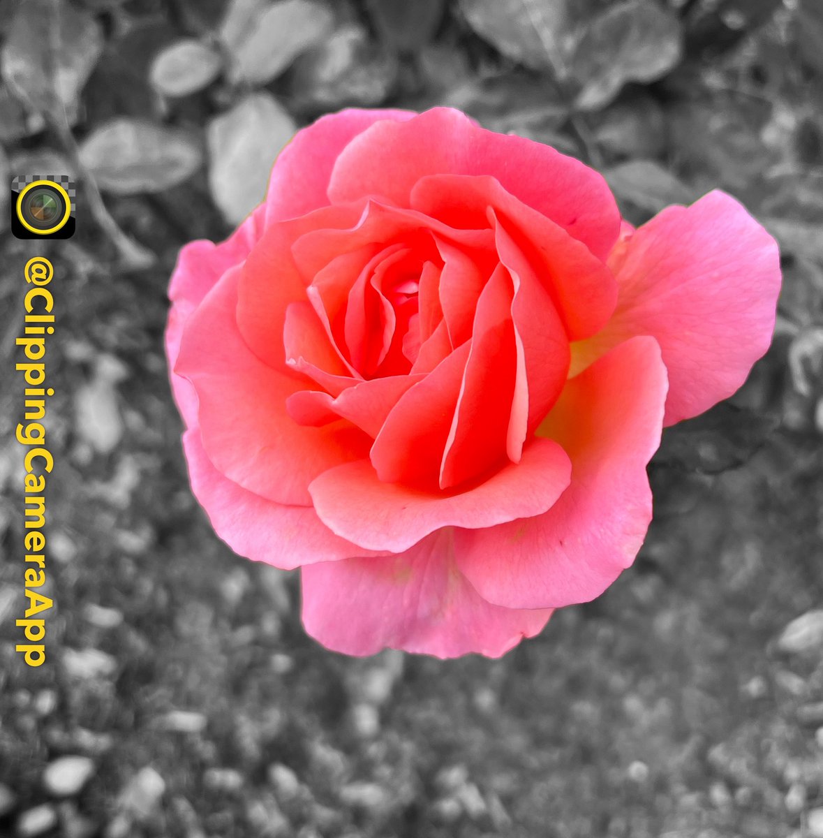 clippingcamera's tweet image. When color finds its spotlight 🌹✨
Sometimes one pop of color says more than a thousand words. Selective focus it’s about what you feel.

#ClippingCameraApp #ColorPop #SelectiveColor #PhonePhotography #CreativePhotography #MobilePhotography #PhotographyLovers #VisualArt