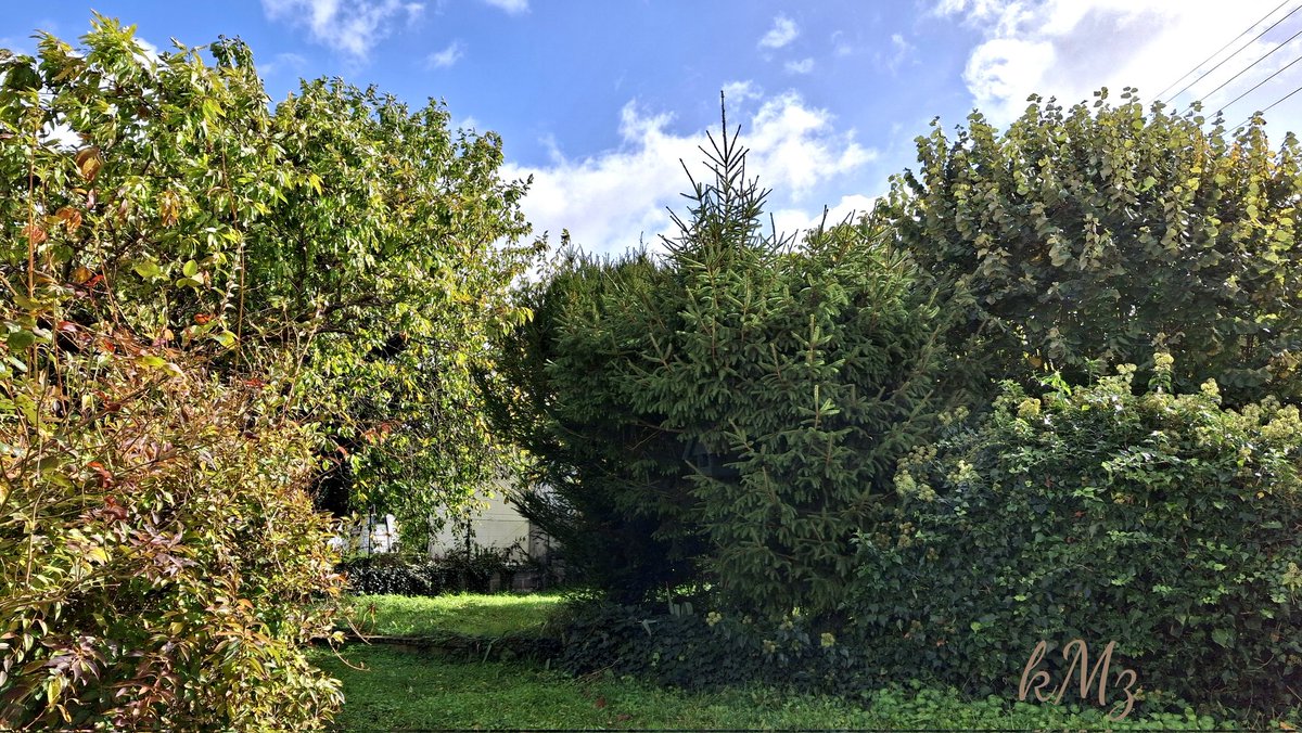 Have a great and relaxing #Sunday my friends 🌳🍃🧡🍁🐦🎶🌞 #NatureLovers #mygarden #WeekendVibes #StormHour