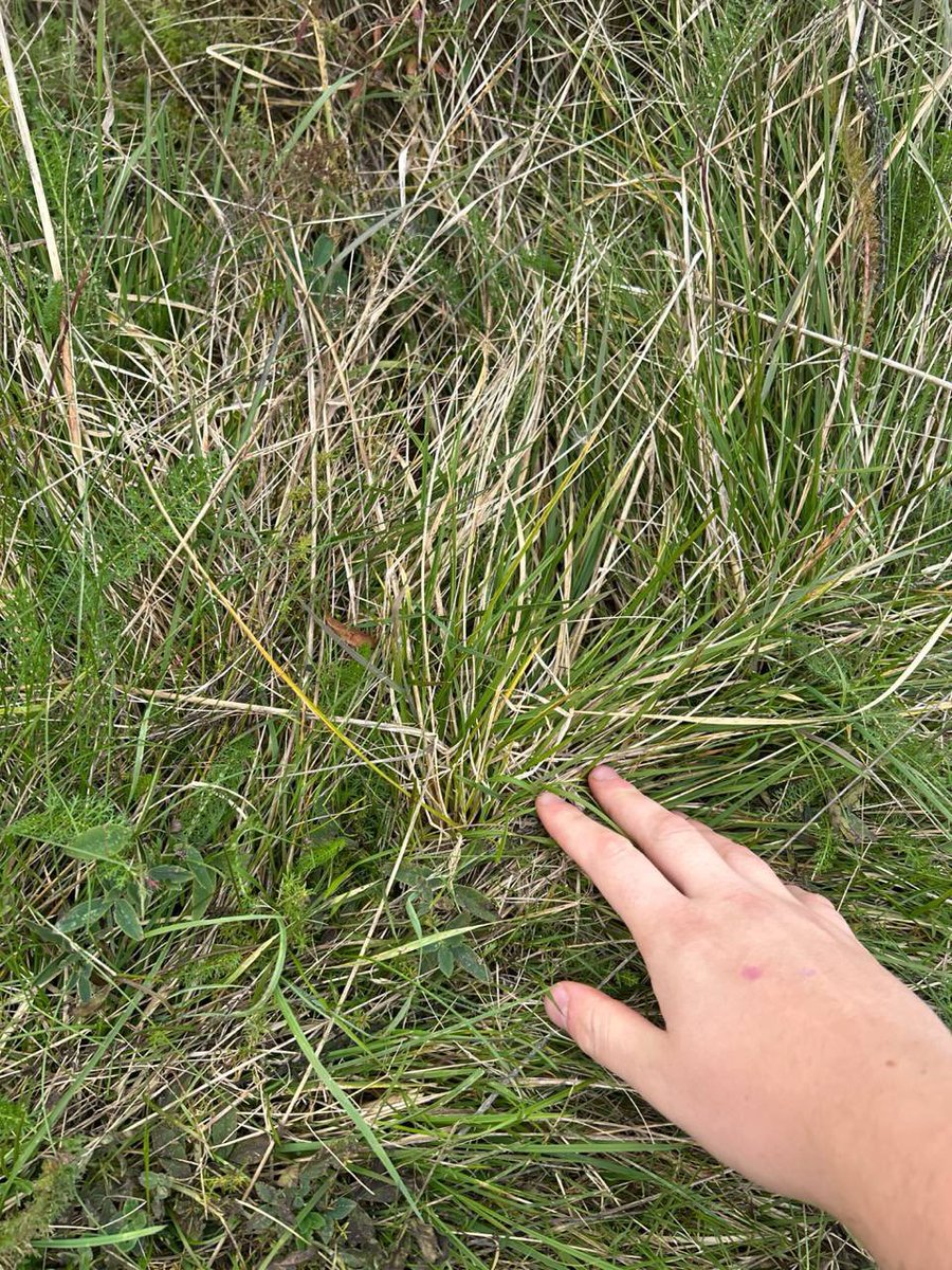 alphadrophunt's tweet image. Gm if you back.

Are y&apos;all touching grass?