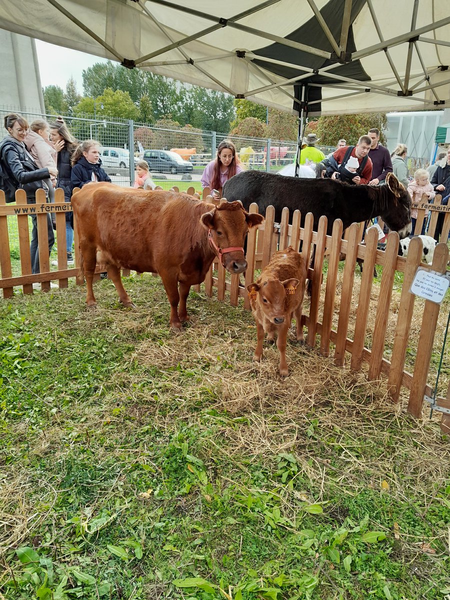 Lionel C. tweet media