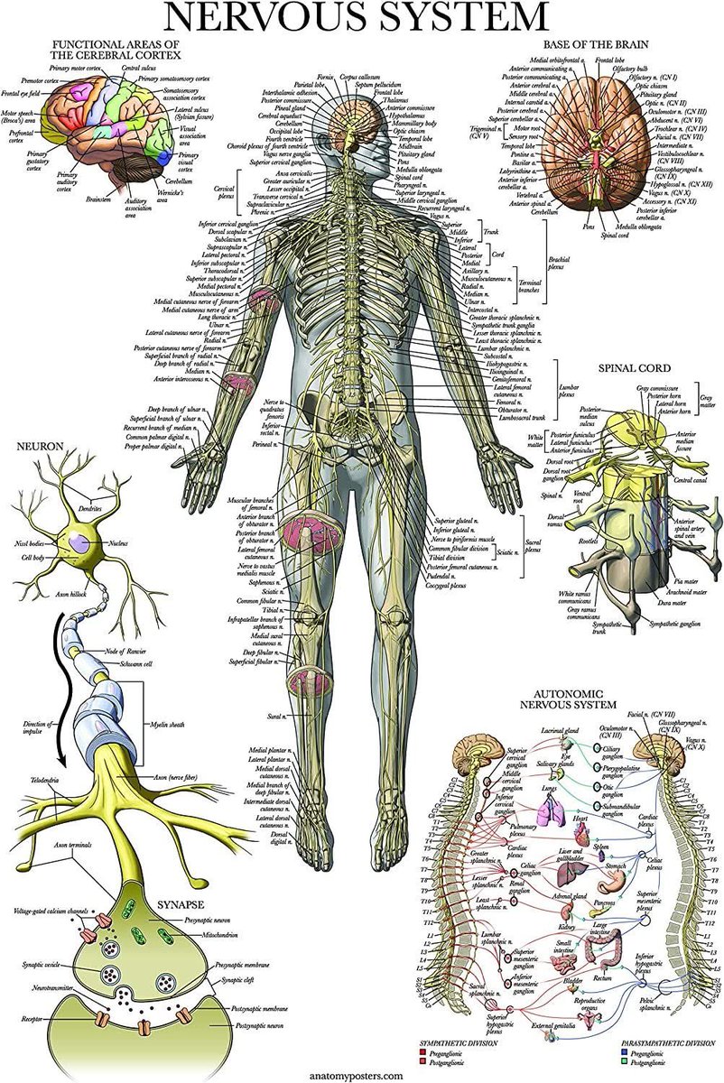 OGdukeneurosurg's tweet photo. A favorite https://t.co/5X8RDN2EwU