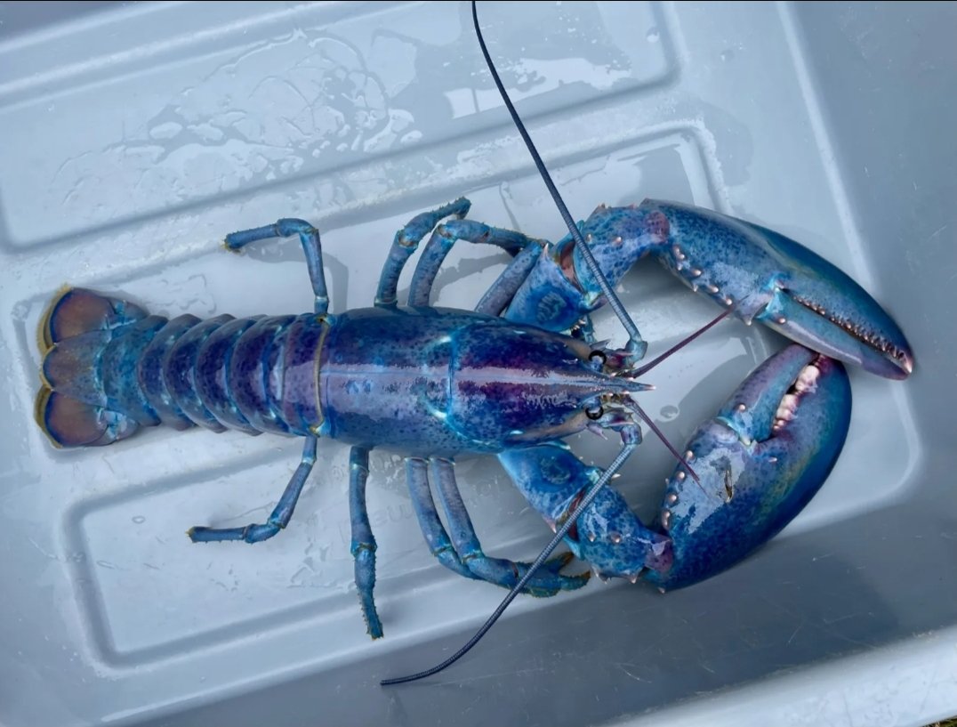 RandomDokiDoki's tweet photo. @Simonblox wanted to try for myself, here's a blue lobster from the top view!
https://t.co/tE43IB2Gfd https://t.co/4CfFbWJeMX