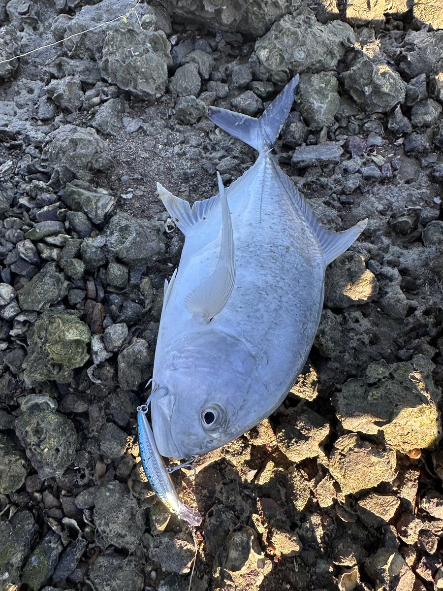 OneChiCh1's tweet photo. GT! A true GT! The power! The fight! Unbelievable!
All that fury, brought to the surface by the same instrument—The 45g Zerek minnow. It's officially legendary now.（26/05/2025） https://t.co/11C4k73GWJ