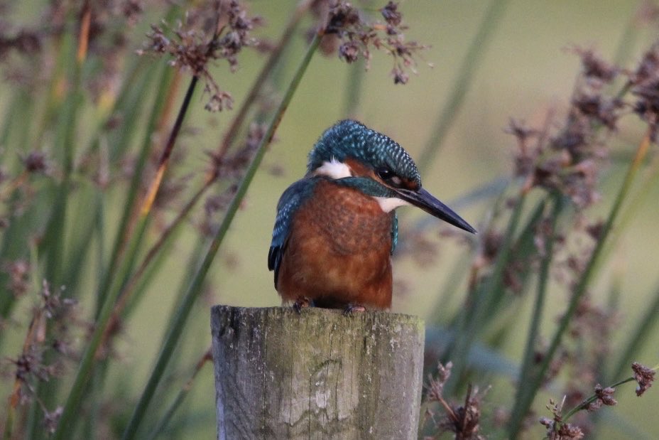 Jo Woolley tweet media