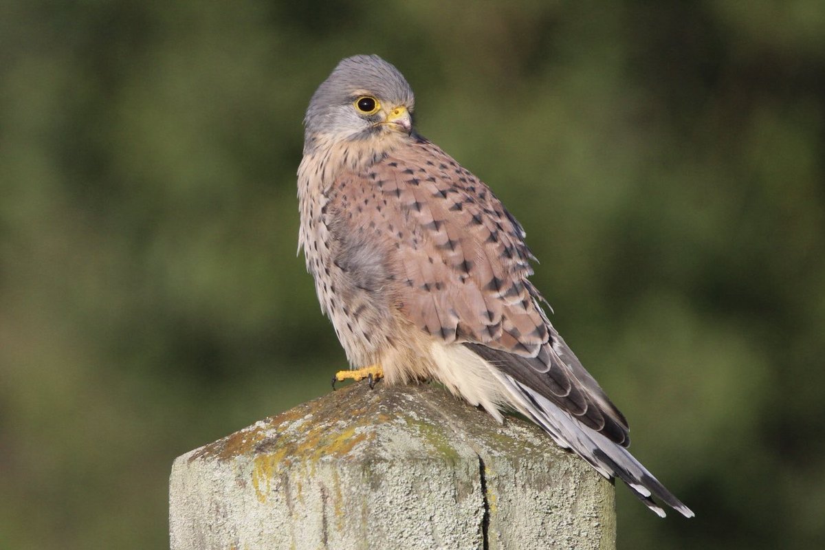 Jo Woolley tweet media