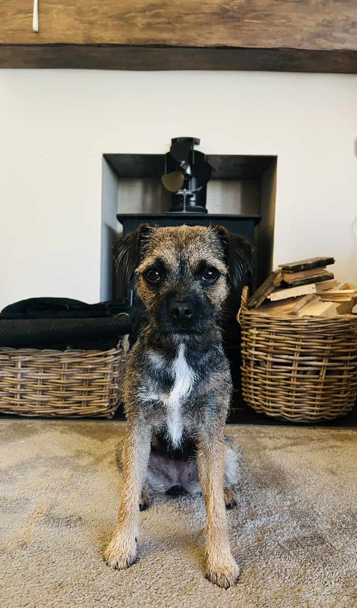 MrsLC & Walter “The sock eating BT” OBE tweet media