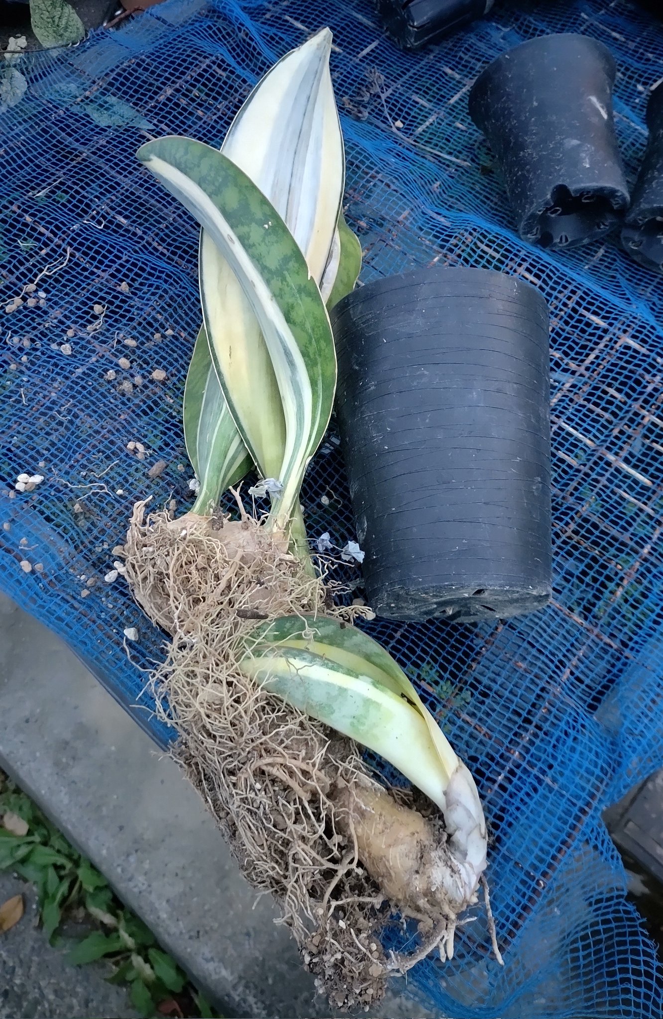 EMP サンセベリア Ruka ルカ / SA321 EMP サンセベリア Ruka ルカ