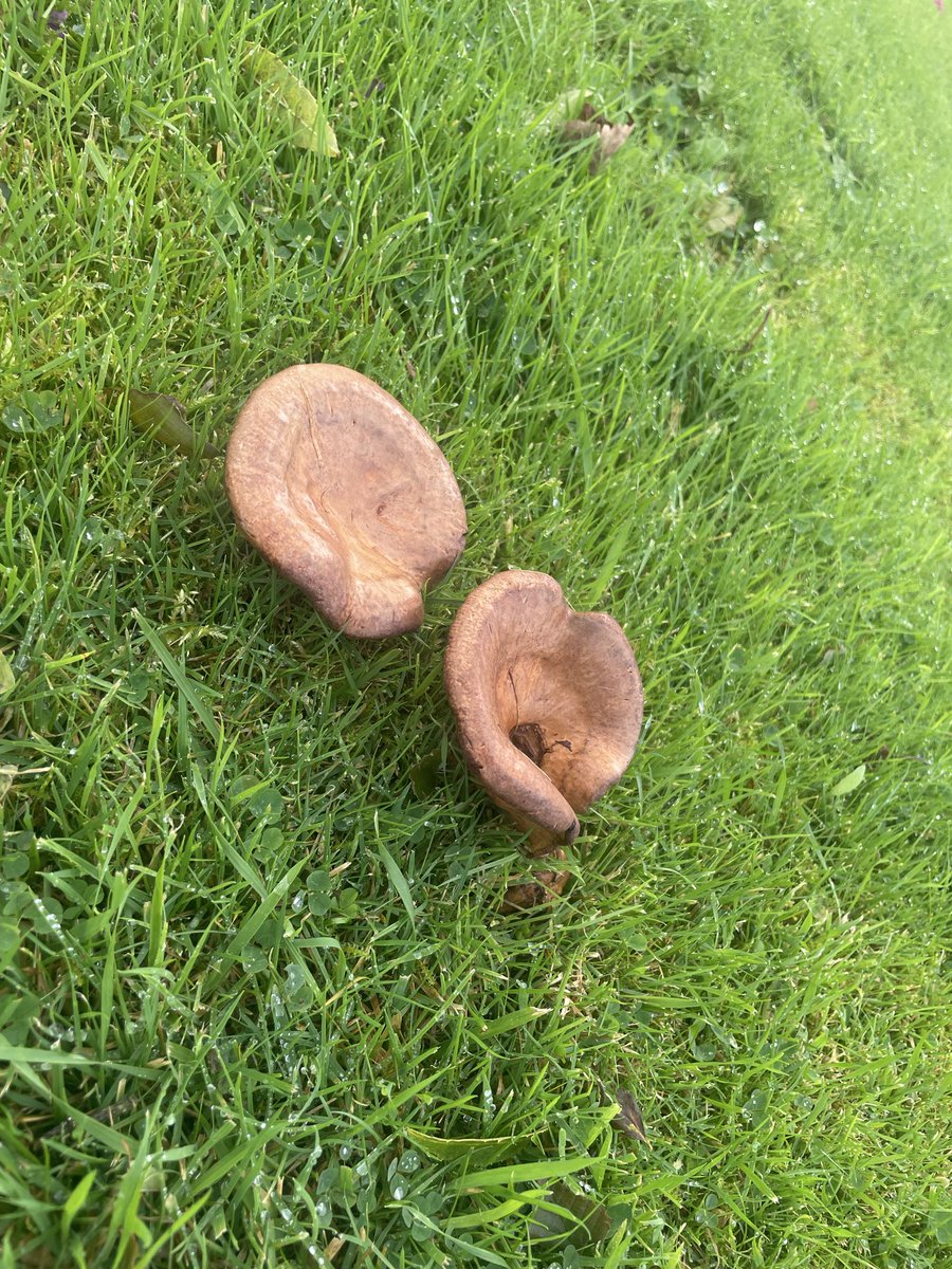 Hey <a href="/grok/">Grok</a> 

What type of mushroom is this