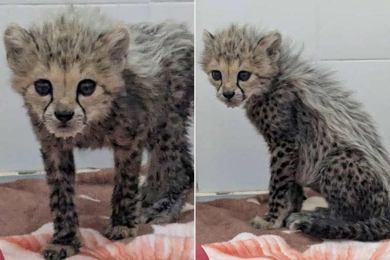 Kaduure's tweet photo. A rescued cheetah in #Somaliland, currently being cared for at the #CCF (Cheetah Conservation Fund) center, has been named after the world-famous singer #TaylorSwift 
  
#Somaliland #WildlifeRescue #TaylorSwift    #CCF https://t.co/SwkfM1S5Tu