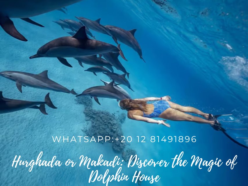 trips_chea30824's tweet photo. Hurghada or Makadi: Discover the Magic of Dolphin House.
Swim with dolphins in their habitat. Snorkel at two spots. Try exciting water sports like banana boat.Savor a delicious lunch with refreshments.
WhatsApp:+20 12 81491896
Email:info@Cheaptrips0.com https://t.co/mTHYwaYNsW
