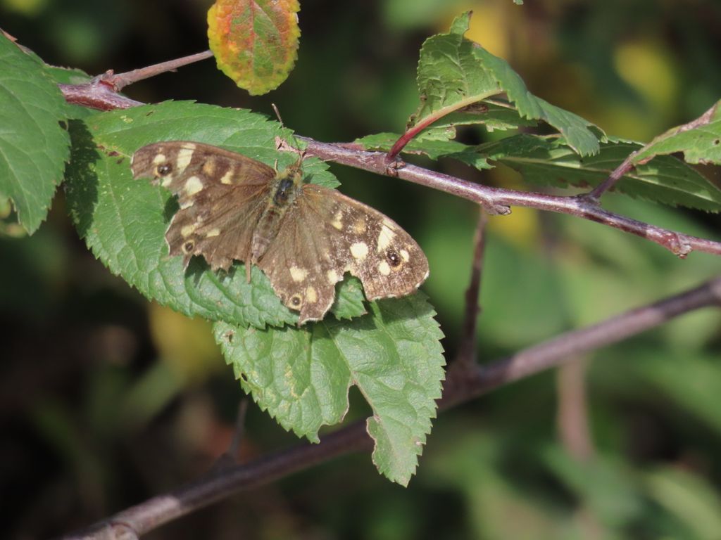 A pristine Red Admiral and a rather battered Speckled Wood finding warmth in the sun and shelter from a strong wind in North Norfolk this morning. #savebutterflies