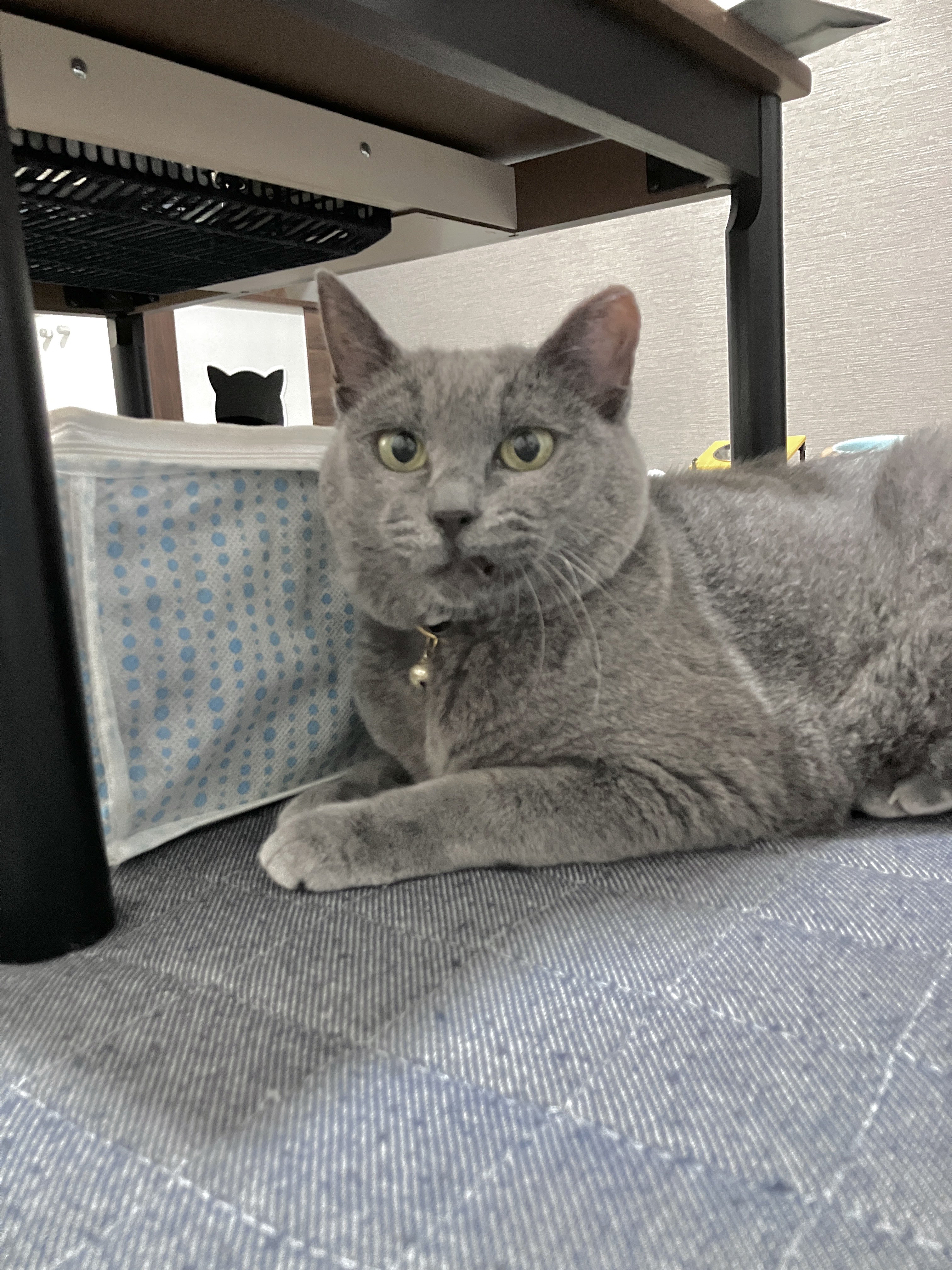 ✴︎𝕥𝕒𝕞𝕖と𝕜𝕒𝕚𝕟𝕦𝕤𝕙𝕚✴︎ on X: 