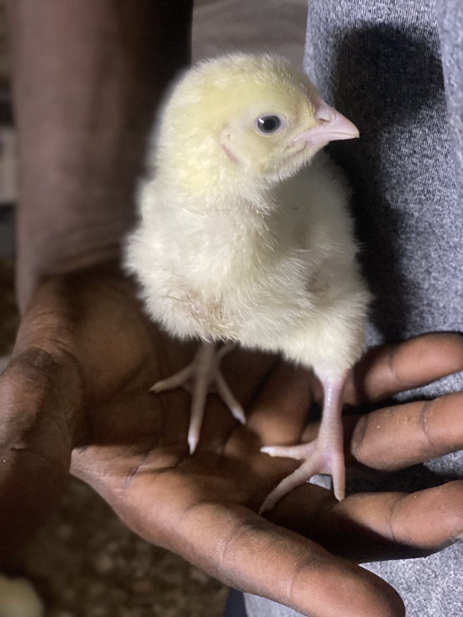 BoluetheneFarms's tweet photo. Day 6 energy: Tiny feet, big future 🐣✨ #FarmProgress https://t.co/jnROruQf4g