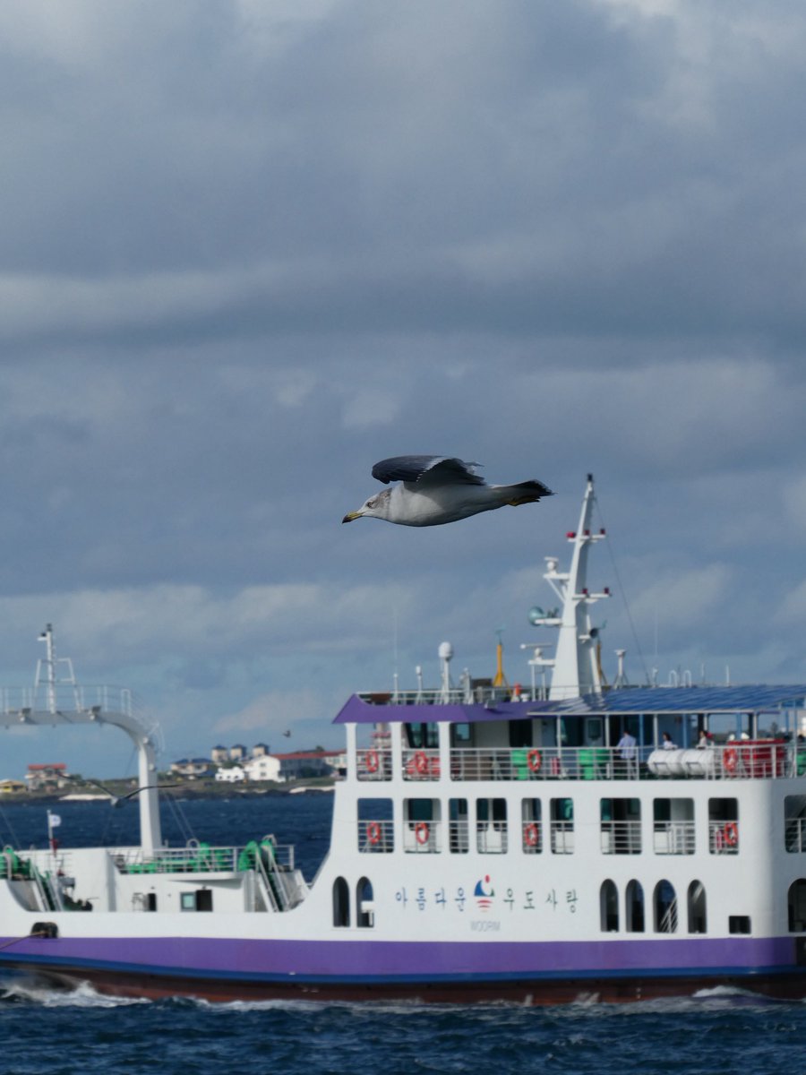 새들도 세상을 뜨는구나