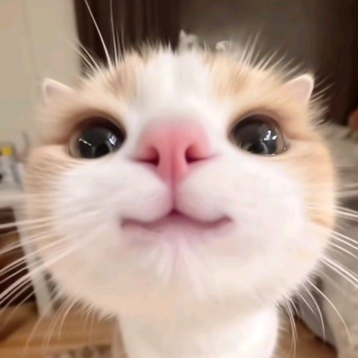 Wonyoung 🐇 tweet media