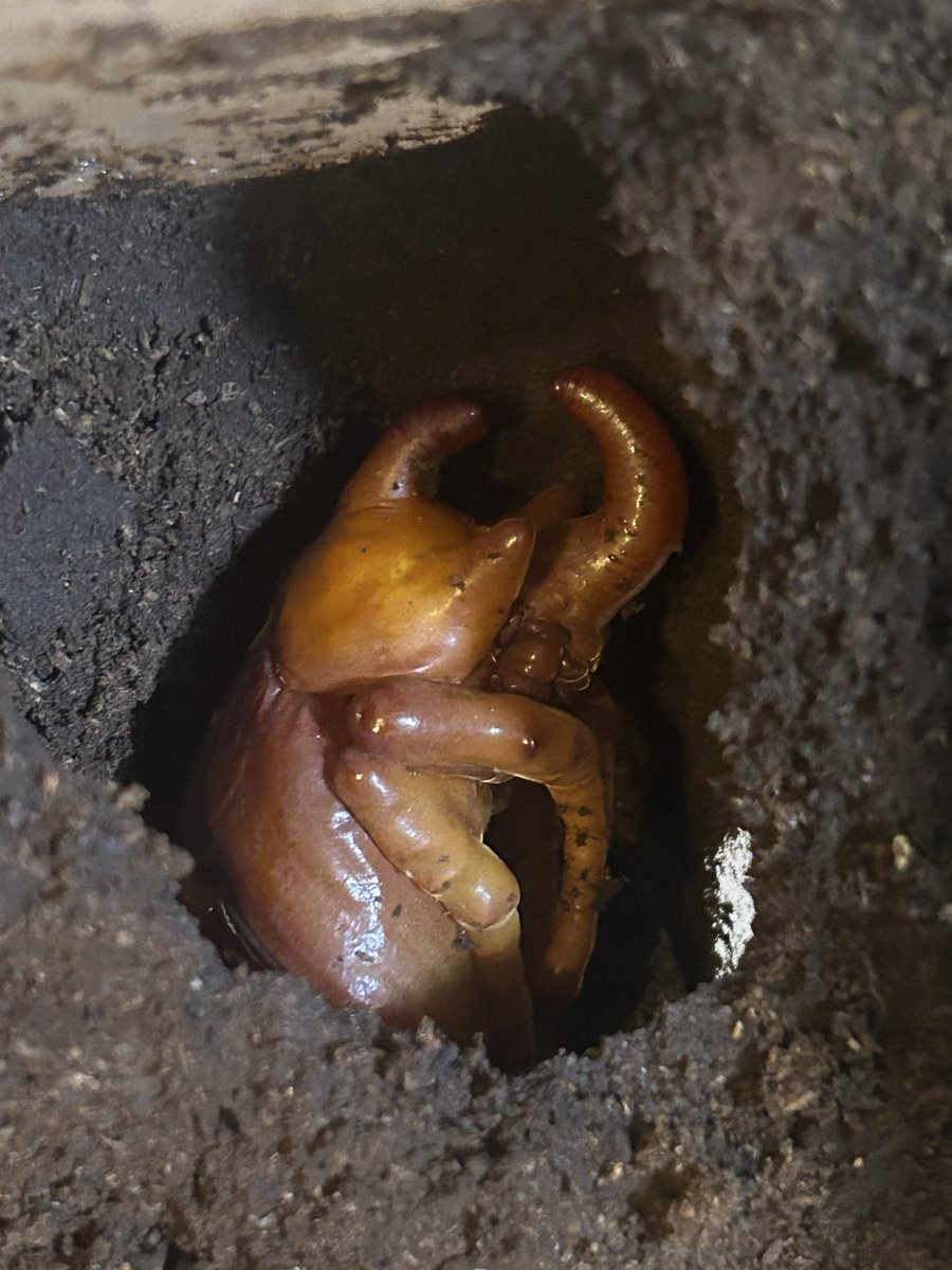 ななまる (@maruru_ny) / Posts / X