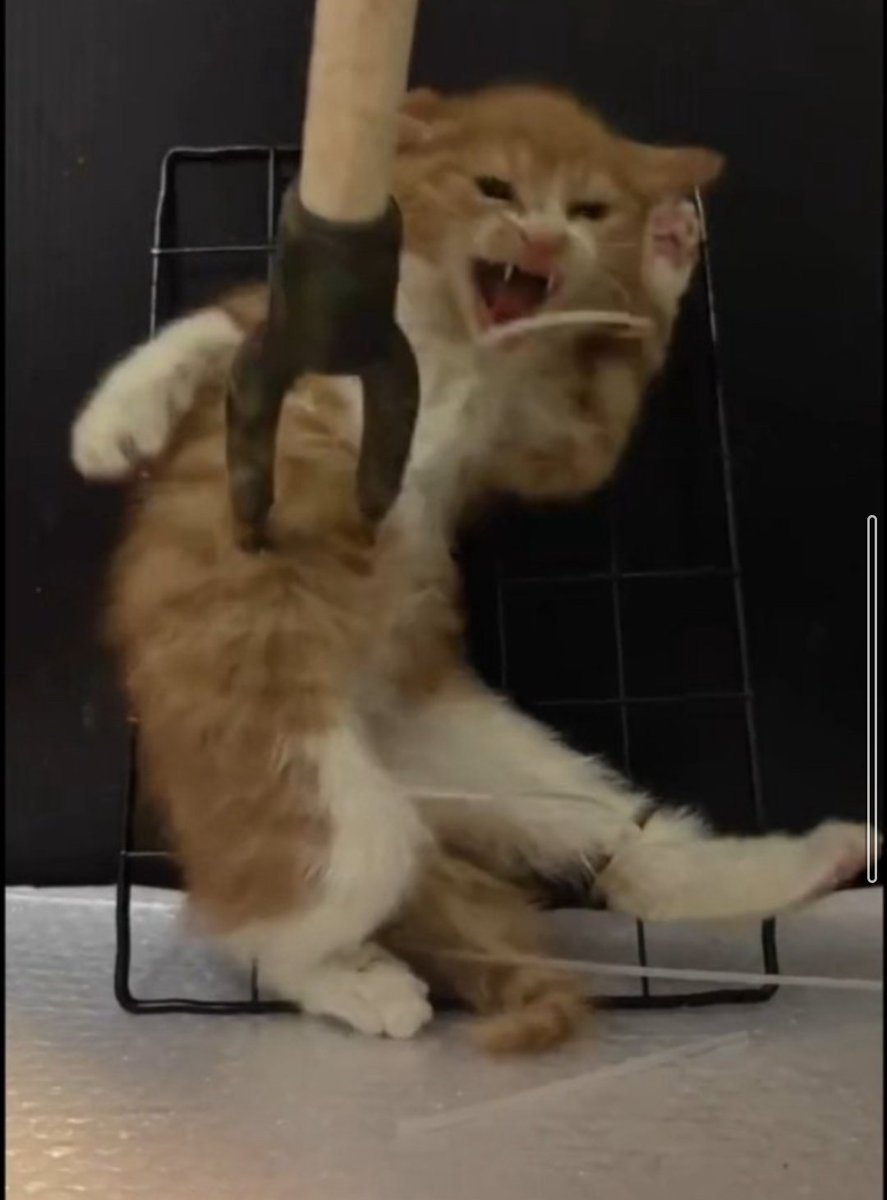 Hey Xi, you pompous tinpot tyrant, still pretending your CCP paradise isnt a playground for sadistic freaks zapping cats with those Ushaped lightning rods? New ones shiny, worn ones scarred with teeth gouges and claw rakes from terrified kitties fighting for life. Pathetic. 1/2