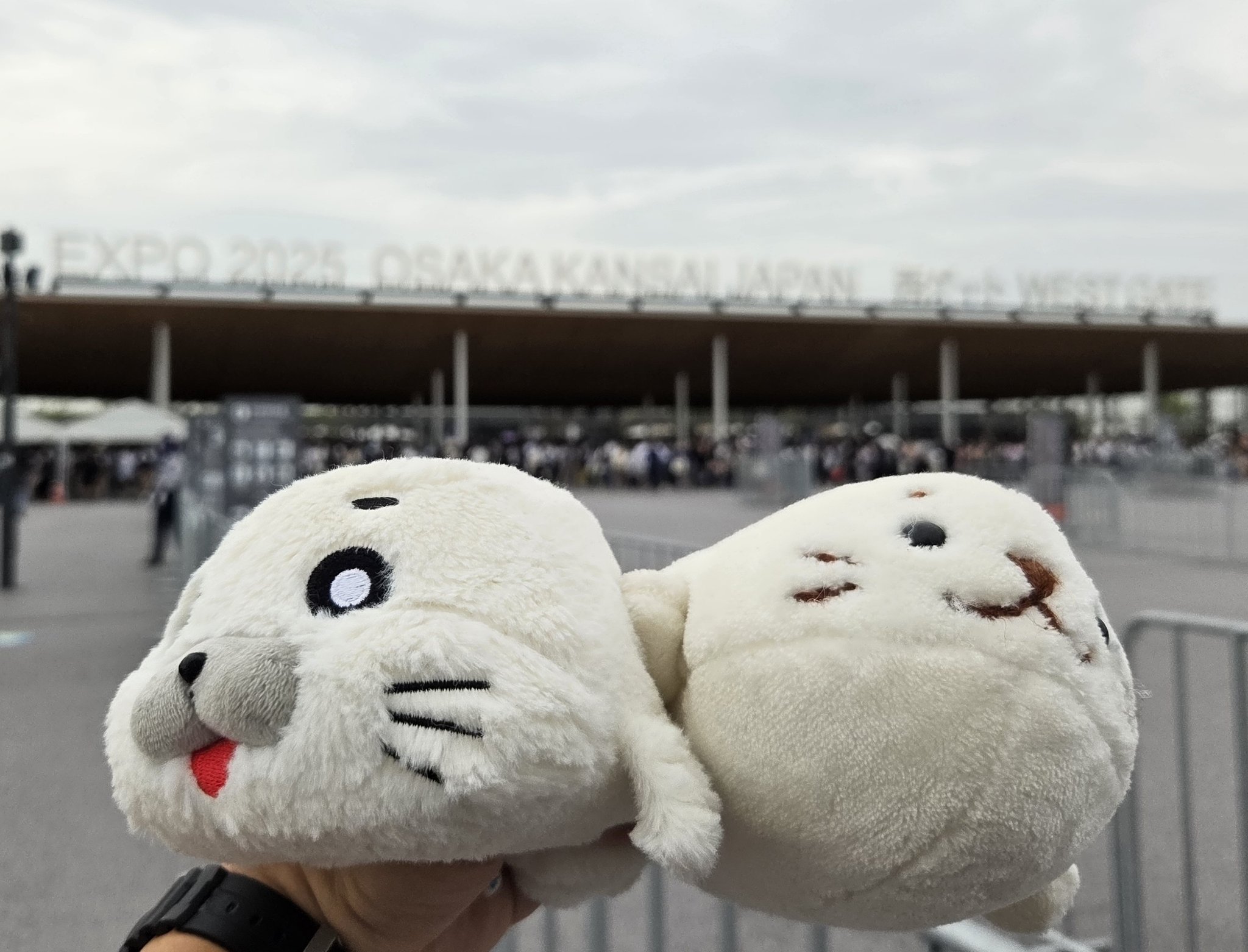 ごまちゃん ゴマちゃんコットンニットセーター予約受付開始！｜森下裕美公式