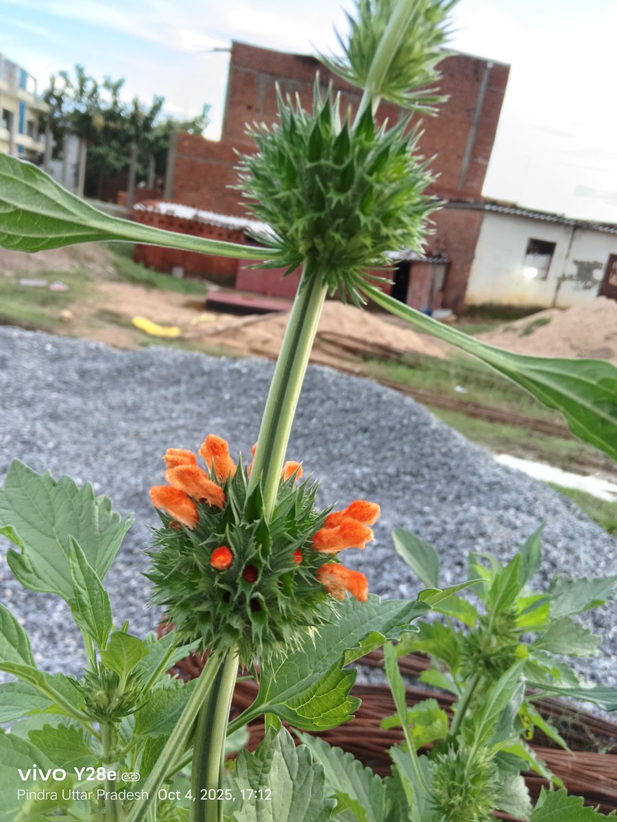 Krishna Deled tweet media