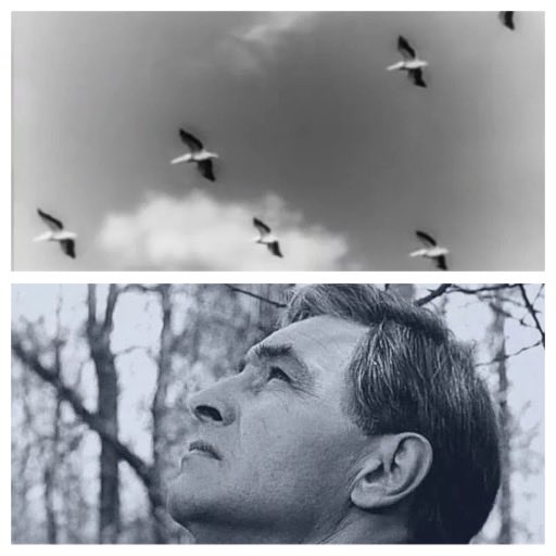 Наши «Герани» - подумал Штирлиц