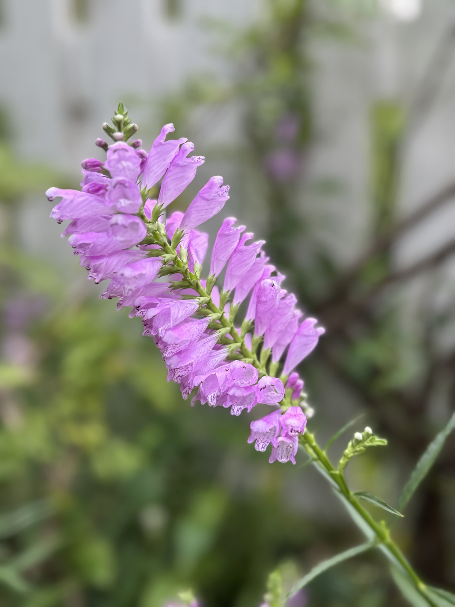 flower♡ Adidas floral print sneakers hi-res stock photography and