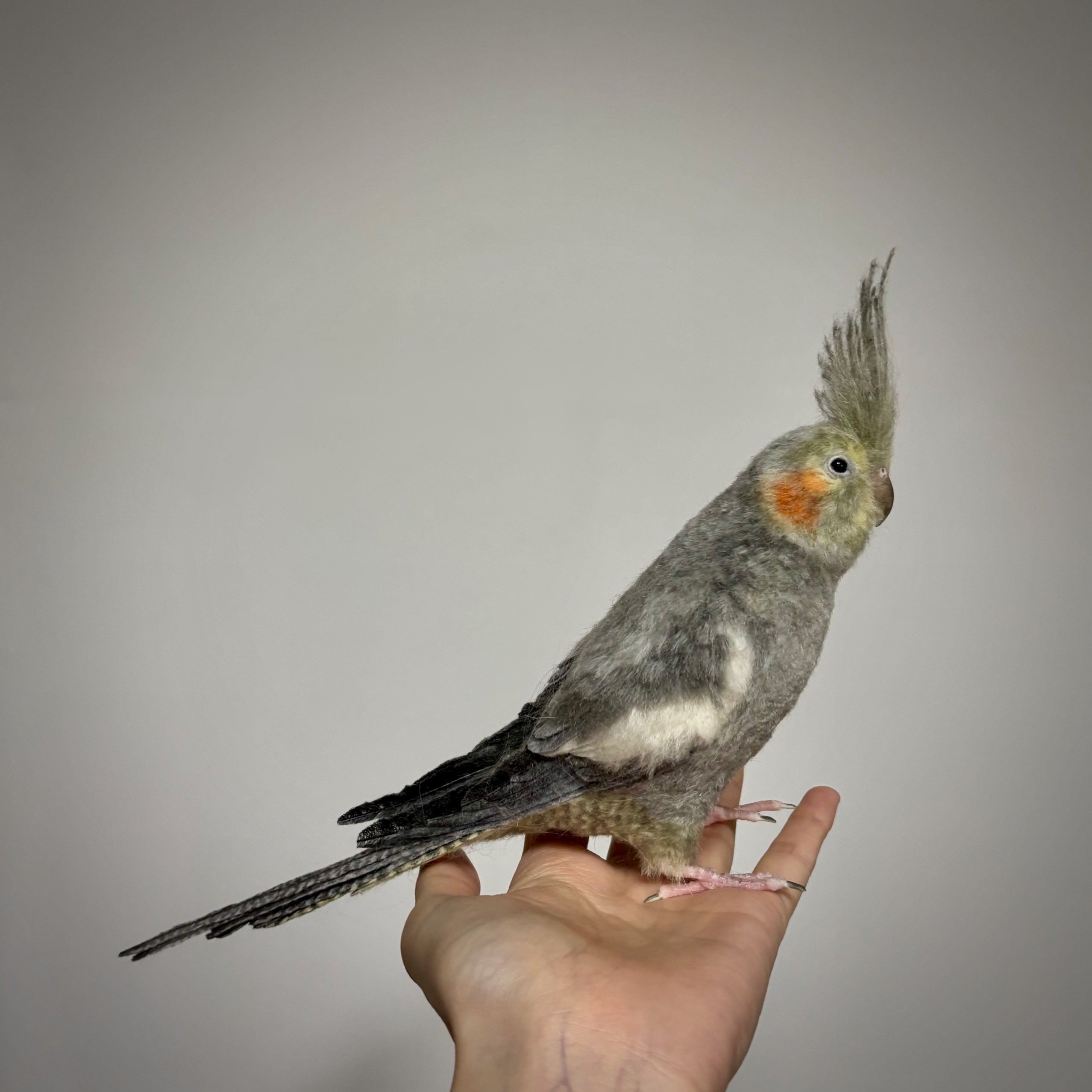 羊毛フェルト　オカメインコ 羊毛フェルト リアル オカメインコ ノーマル（オス）ほぼライフ