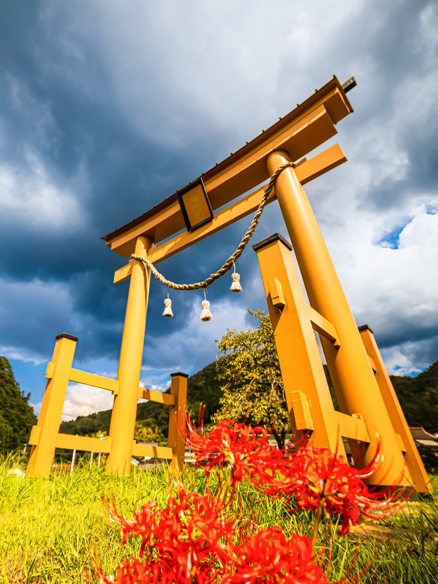 pcd01312's tweet photo. 都ある鳥居のある風景
兵庫県佐用町にて撮影

#彼岸花
#鳥居と彼岸花
#曼珠沙華
#佐用町の自然 https://t.co/6IYJorr2os