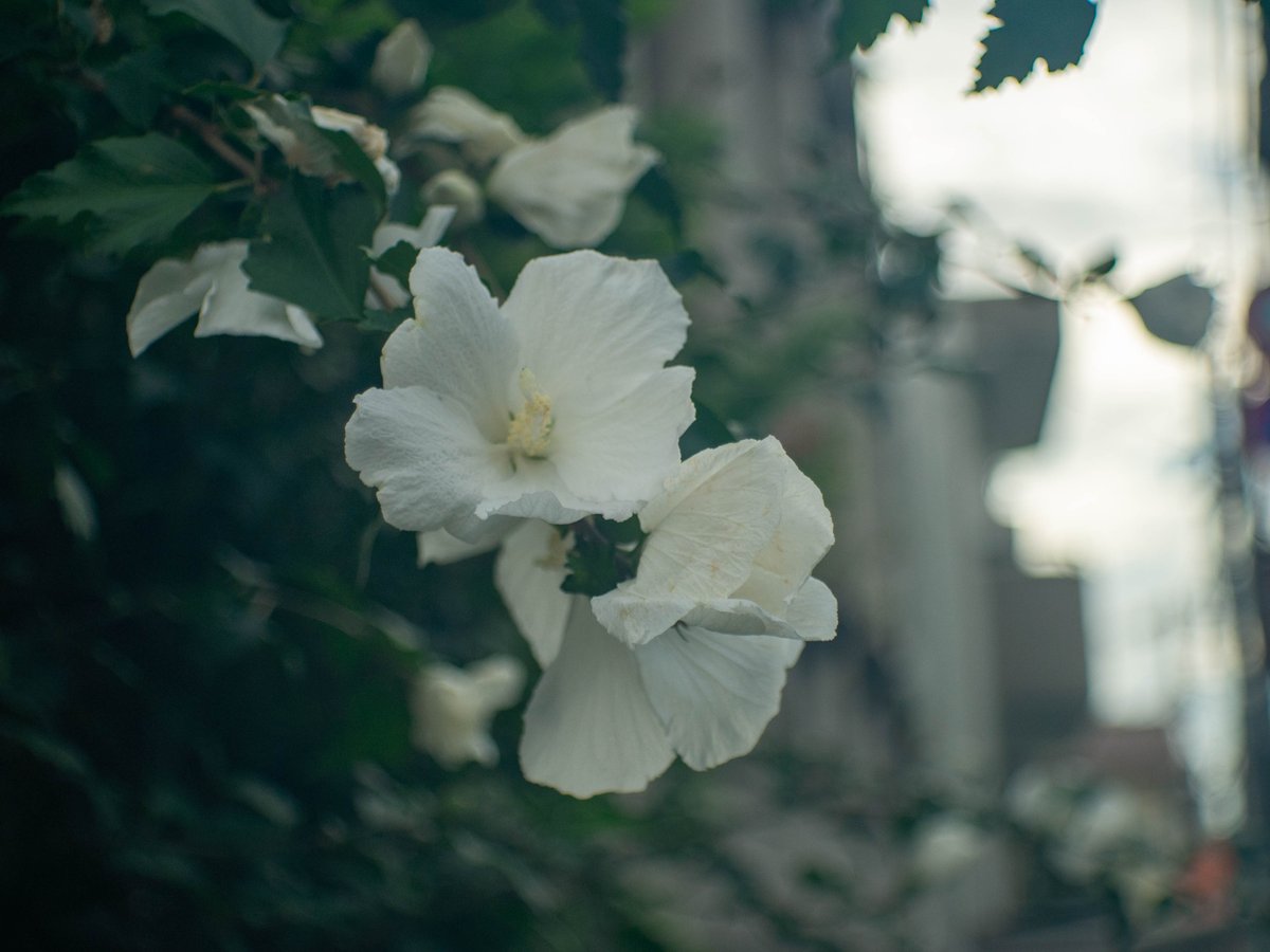 B757_300's tweet image. #RICOH
#GXR
#ZEISS 
#たてのお写んぽ