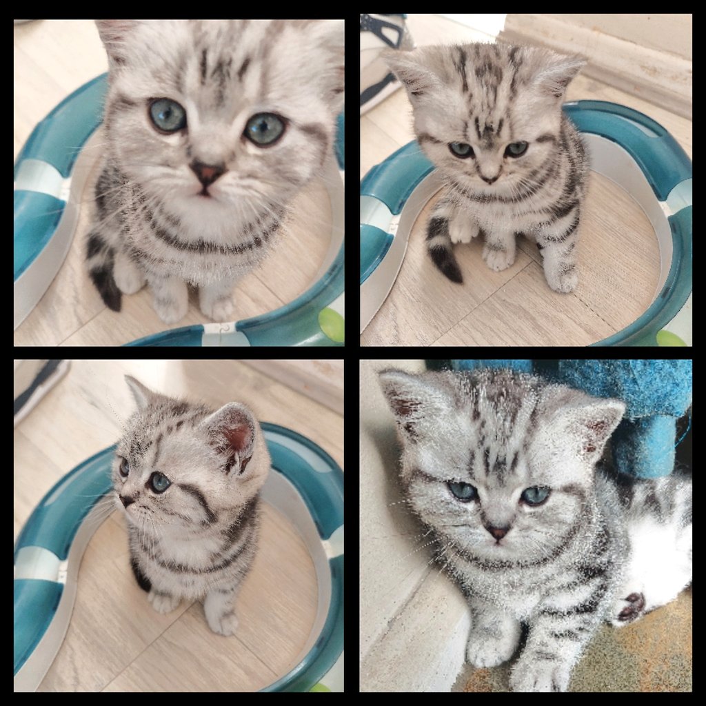 R to the A to the C to the H to the E to the L tweet media