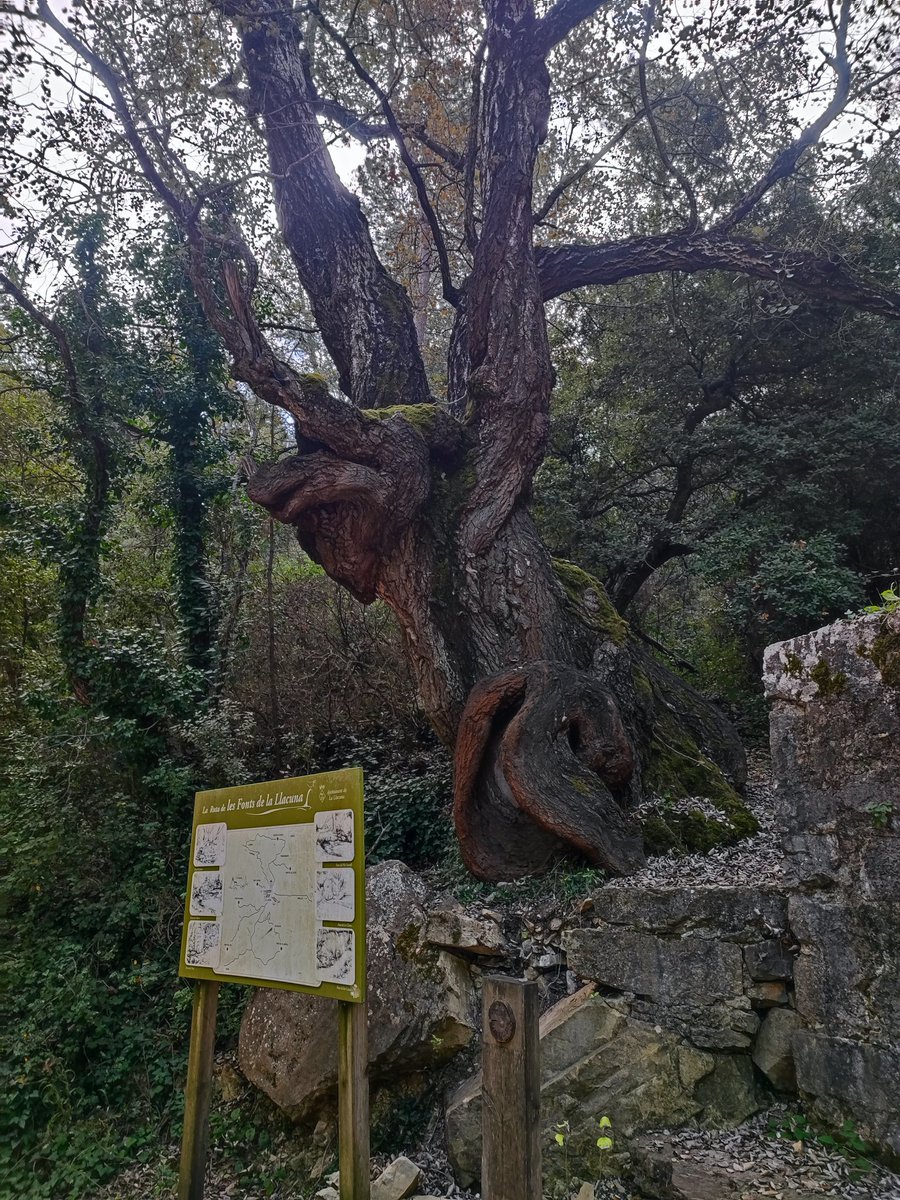 Daniel Macia Marti (@macia_daniel) on Twitter photo Després de recollida obs. dins #diamundialocells, escapada a La Llacuna per gaudir del seu Patrimoni Natural, dels seus productes d'alimentació i hem acabat amb una bona cervesa. M'encanta aquest arbre, el considero un "fill" de l'Alber Font Cuitora. <a href="/GentDeLlacuna/">GentDeLaLlacuna</a> Després de recollida obs. dins #diamundialocells, escapada a La Llacuna per gaudir del seu Patrimoni Natural, dels seus productes d'alimentació i hem acabat amb una bona cervesa. M'encanta aquest arbre, el considero un "fill" de l'Alber Font Cuitora. <a href="/GentDeLlacuna/">GentDeLaLlacuna</a>