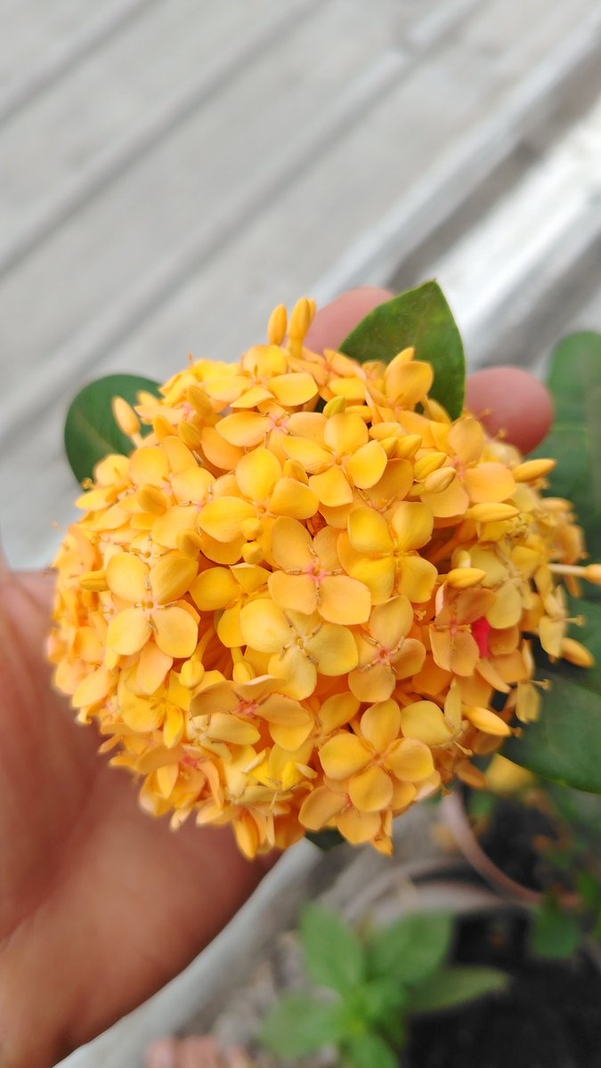 luispoloe's tweet photo. 🌼🌼🌼🌻🌻 https://t.co/p3m9wOm9ir