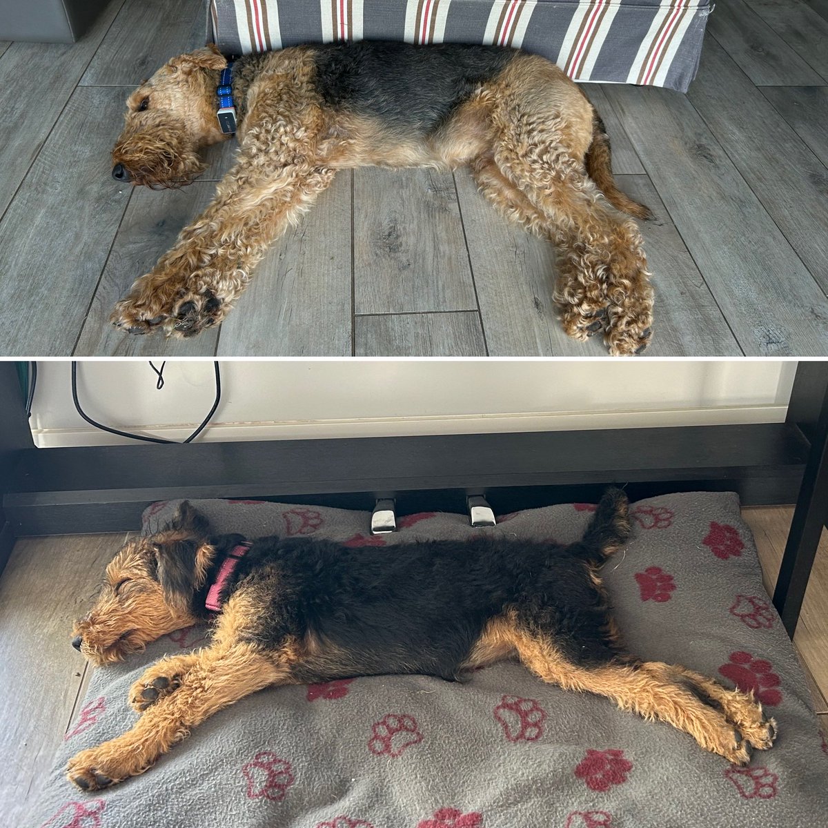 Dudley and Doris Dale 💙💛 tweet media