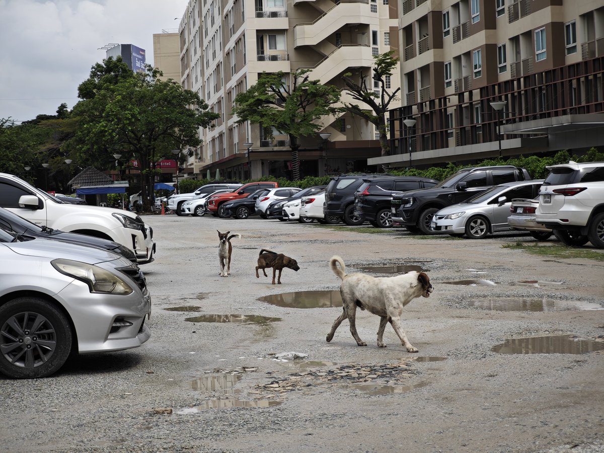 犬が走ってきて心臓バクバクした