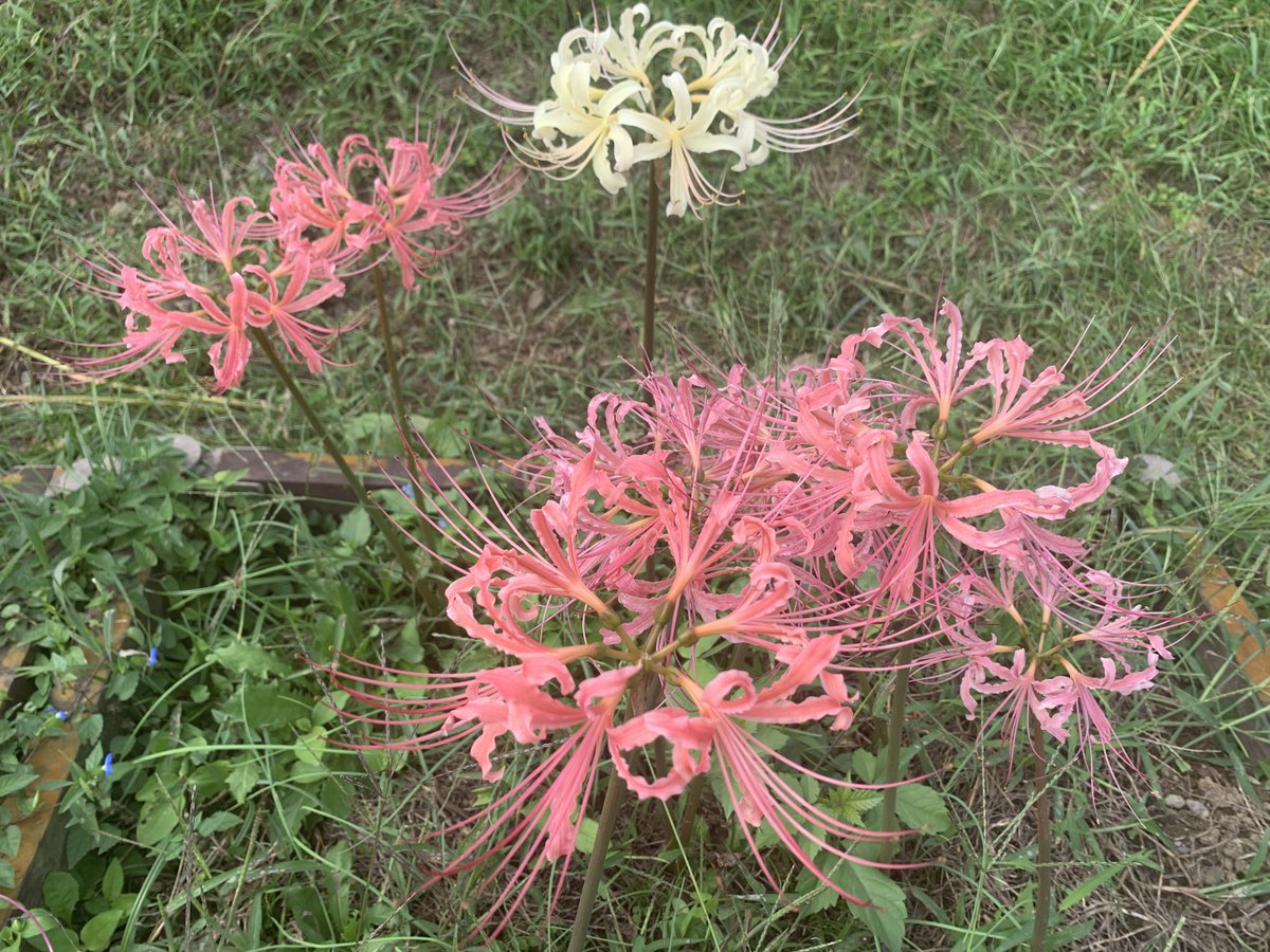 may_carat's tweet photo. 真っ赤な絨毯と
初めてみた黄色・ピンクの彼岸花

#曼珠沙華
#彼岸花
#巾着田曼珠沙華まつり https://t.co/FKBR04mXQh