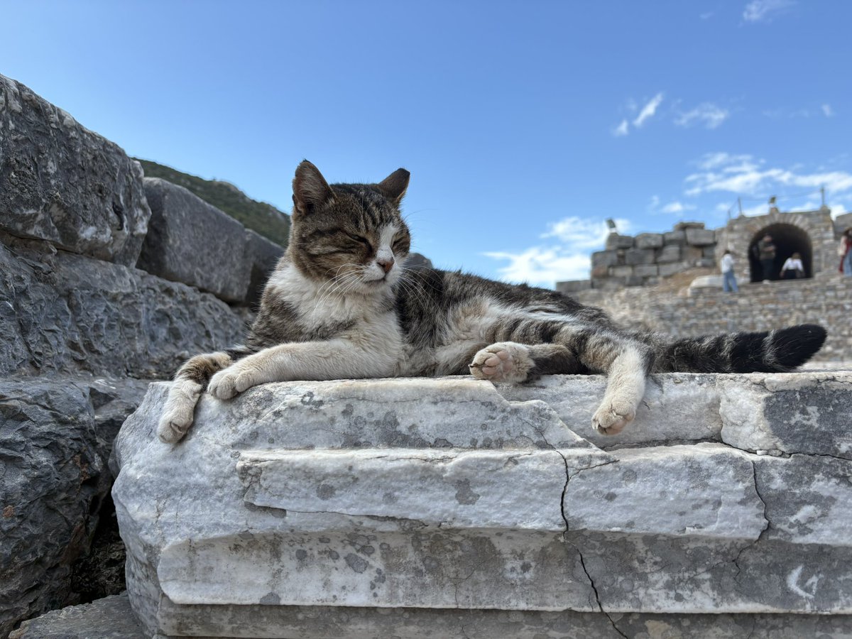 aysinkonak's tweet photo. Cats in Ephesus #Ephesus #kedi #cats https://t.co/OnxSGFfNaO