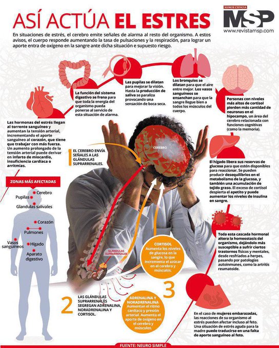 virginiog's tweet photo. El cortisol see esta convirtiendo en el gran asesino silencioso de nuestras sociedades, cada vez más estresadas y no únicamente por el trabajo

Interesante infografía para entender cómo funciona el estrés https://t.co/EElzKPKYvt