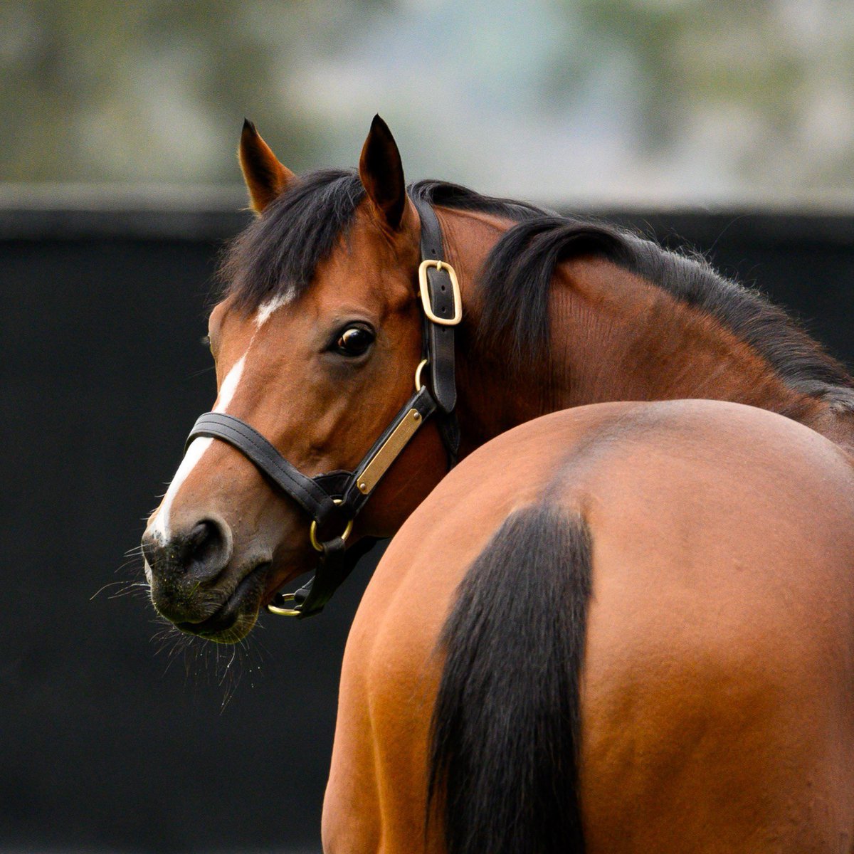 🟣⚪️ST MARK’S BASILICA⚪️🟣

First crop G1 winner✅