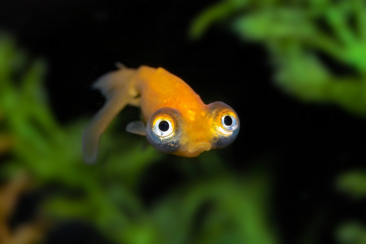 AnimalPlanet's tweet image. POV: Your friend says &quot;Don&apos;t look now&quot;

📸: J. Horrocks

#wildlife #goldfish #relatable