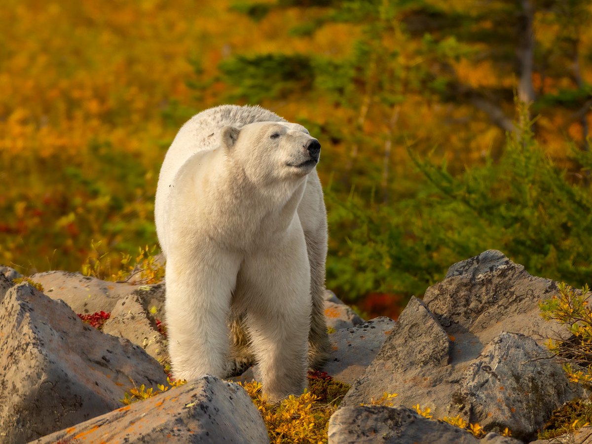 Discovery's tweet image. This polar bear is soaking in the crisp fall air 🍁

📸 : Stan Tekiela

#PolarBear #Fall #Canada