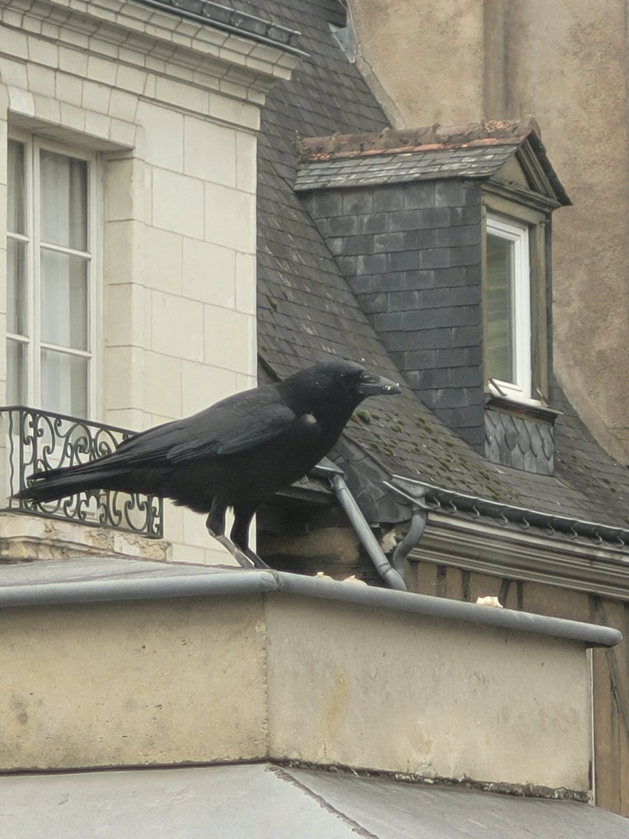 ToymaSam's tweet image. Right outside my window
Who gave my boy BREAD