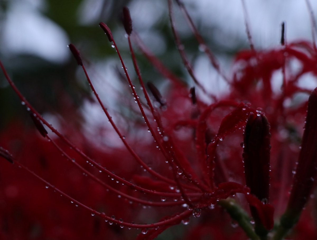 00_nire's tweet image. 最近写真が撮れてないのでお気に入りの彼岸花を❁.*・゚
#花と空と猫便り #写真撮ってる人と繫がりたい #写真好きな人とつながりたい #カメラ好きな人と繋がりたい #TLを花でいっぱいにしよう #写真で伝えたい私の世界 #キリトリセカイ #彼岸花 #曼珠沙華