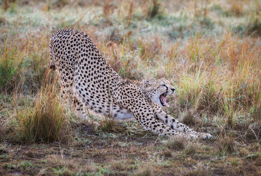 joancarroll's tweet image. Cheetah Stretch in Kenya! buff.ly/3zH3sdJ  #cheetah #bigcat #kenya #masaimara #stretching #yawning #wildlife #wildlifephotograpy #nature #animals #predator #spotted #artforsale #wallartforsale #giftideas @joancarroll