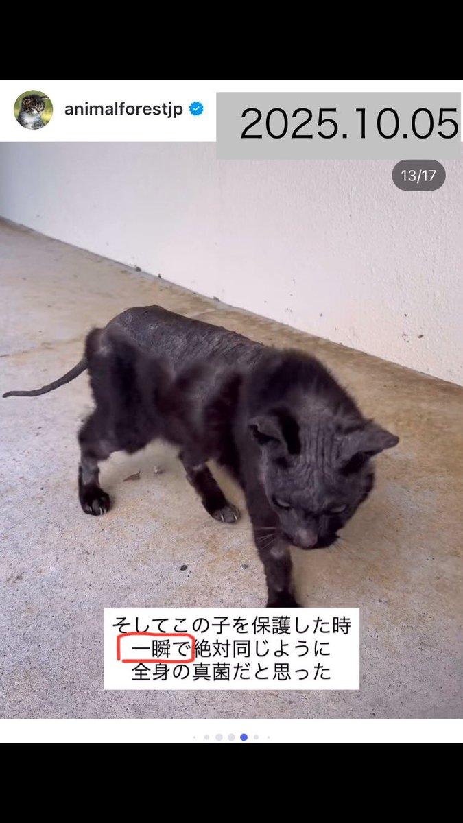龍脈の精髄 ― 針状クラスター「透明なる守護」保護猫活動支援 118597-13-