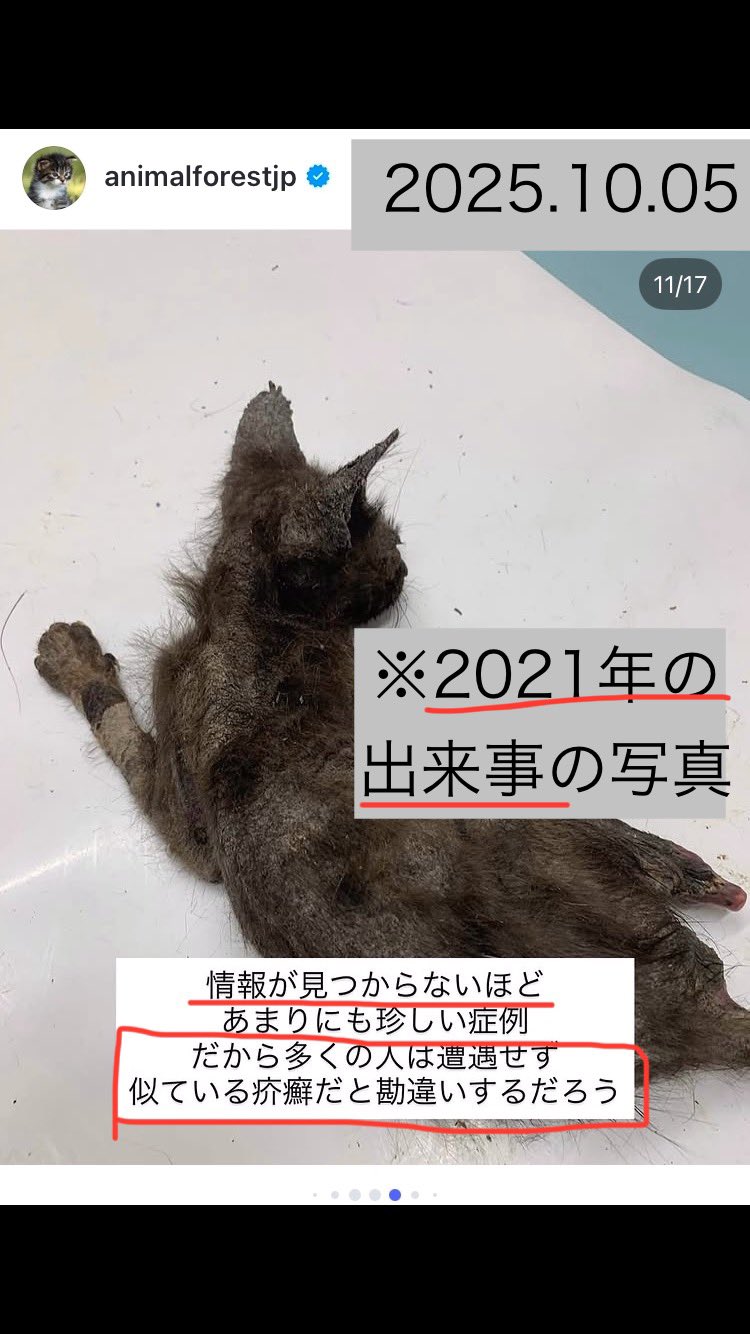 龍脈の精髄 ― クラスター「細針の聖域」保護猫活動支援 飼い主のいない猫達に無料で避妊去勢が受けられるしくみ