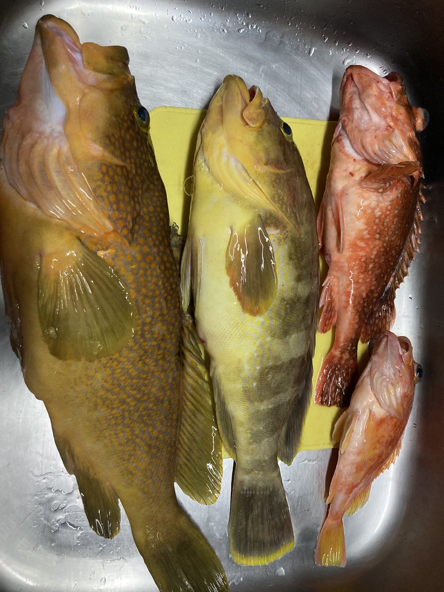 三島釣行の釣果
キジハタ2匹アオハタ1匹
アカヤガラ1匹アヤメカサゴ1匹
ウッカリカサゴ3匹

写真は一部です！
キジハタ1匹は58cm
わずかに60upならず（｡･ω･｡）

知り合いが、カジキマグロをかけるも
1.5号のPEでは太刀打ち出来ず残念でしたが、良いものが見れました！