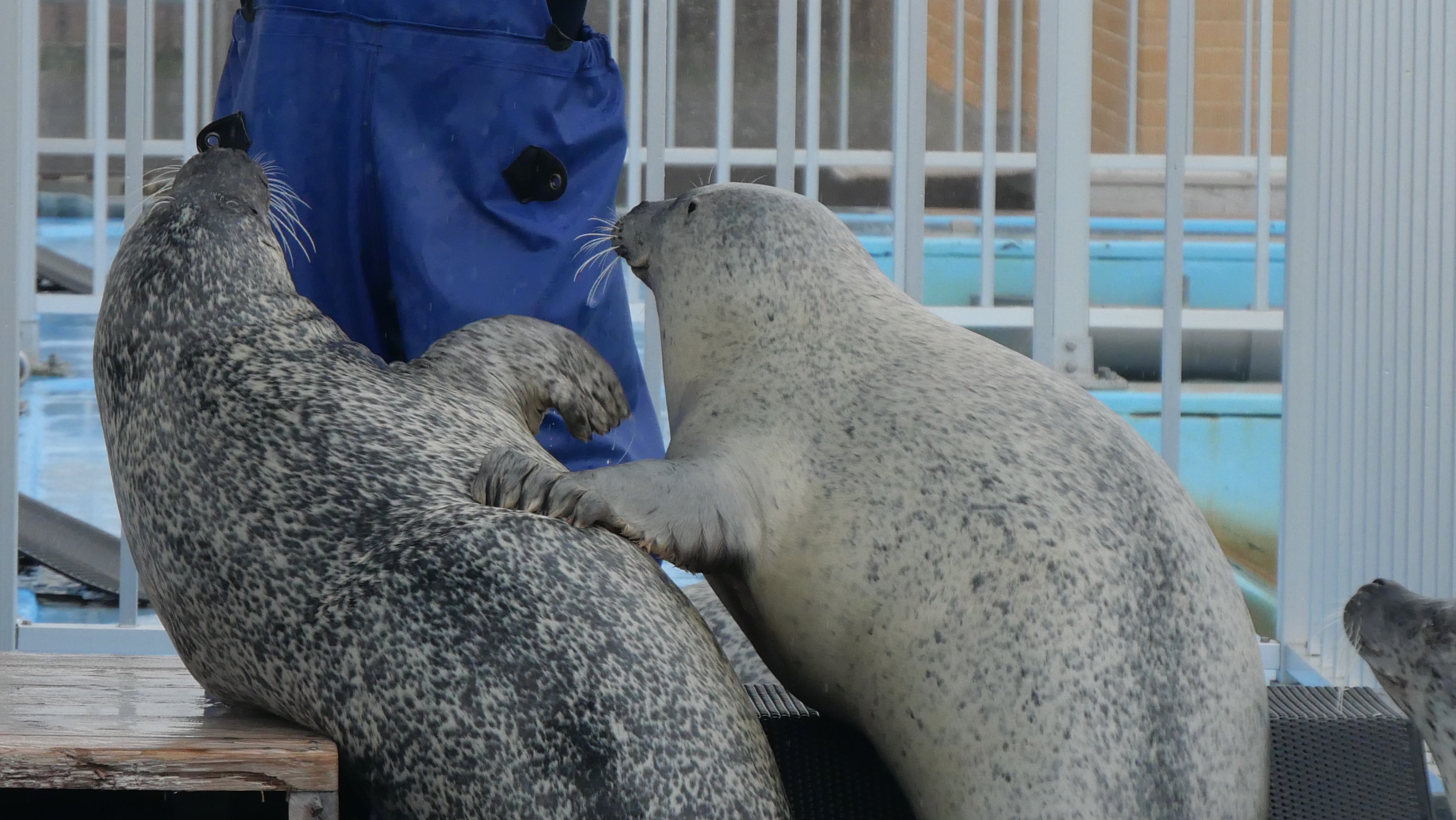 アザラシ ∞`⊃)З₊⁎⁺˳✧༚ いらっしゃい！！ #男鹿水族館gao #こまち