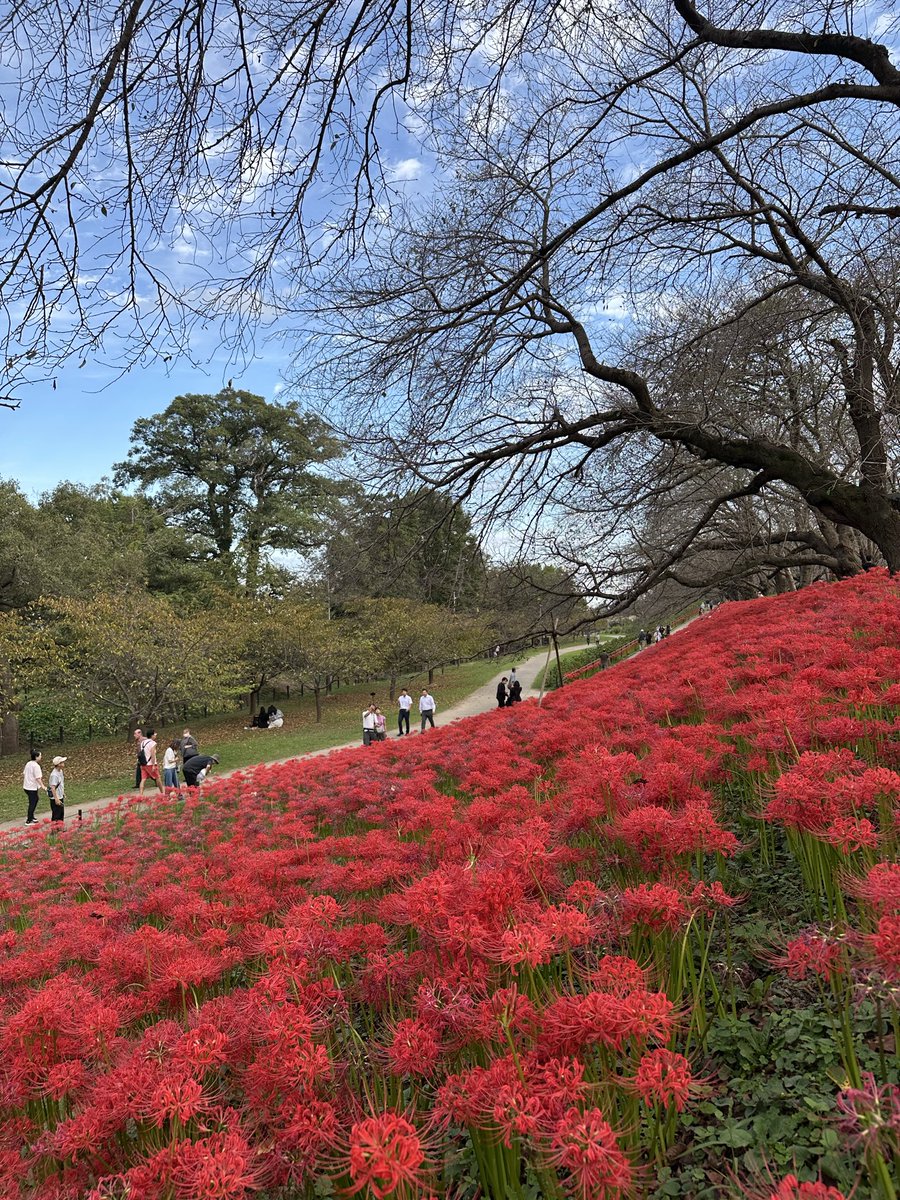 sugitopanda0808's tweet photo. 幸手権現堂公園
彼岸花と鬼滅の刃を添えて
今年も見事に咲いている！
綺麗でした💫
#幸手権現堂公園　#彼岸花　
#鬼滅の刃　#炭治郎と赤べこ https://t.co/lyHxMvX0IM