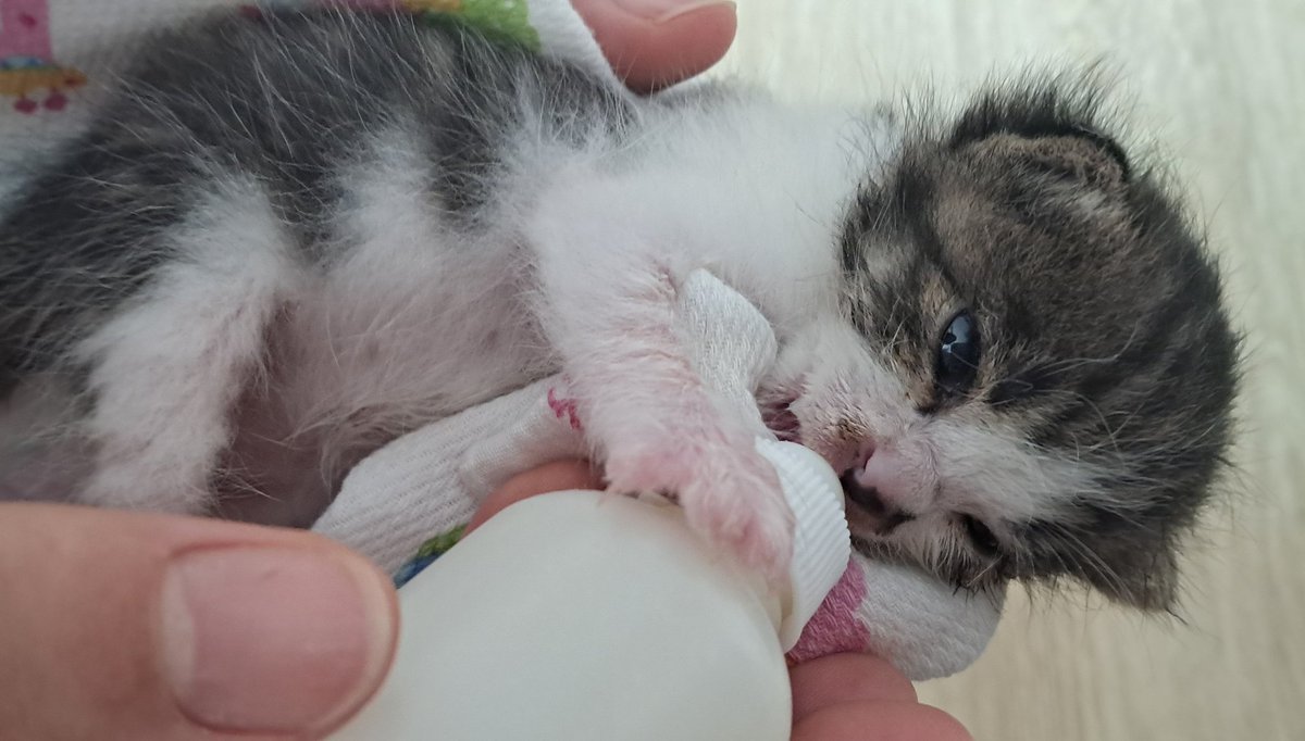🌟입양처 구합니다🌟
아직 삐약거리는 애기라서 정신 차리기 전에 더욱 이뻐해줄수 있는곳으로 보내주고싶습니다.. 많이 아껴주고 책임감있게 키워주실 분이 오셨으면 좋겠어요 트친들 알티 부탁드려요~!!