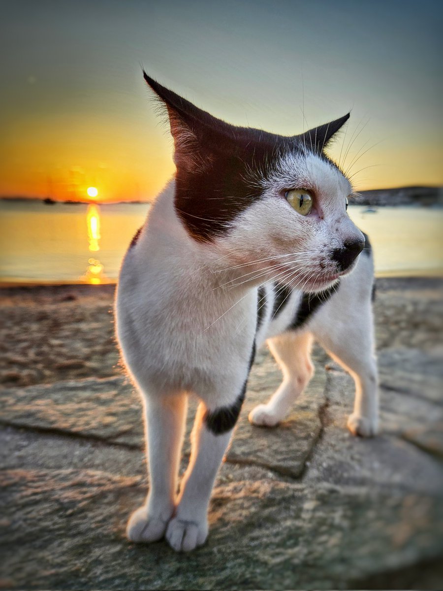 BrunoLauper's tweet photo. Paros Greece 🇬🇷
Oktober 2025
•
#Sunset #Sunsetspotting
#motionleap #fakemotion #pixaloop
#paros #parosisland #parikia
#greece #griechenland
#visitparos #cat
#relax #samsung #galaxy23
#tiltshift #miniatureeffect https://t.co/xW2iy2v7dt