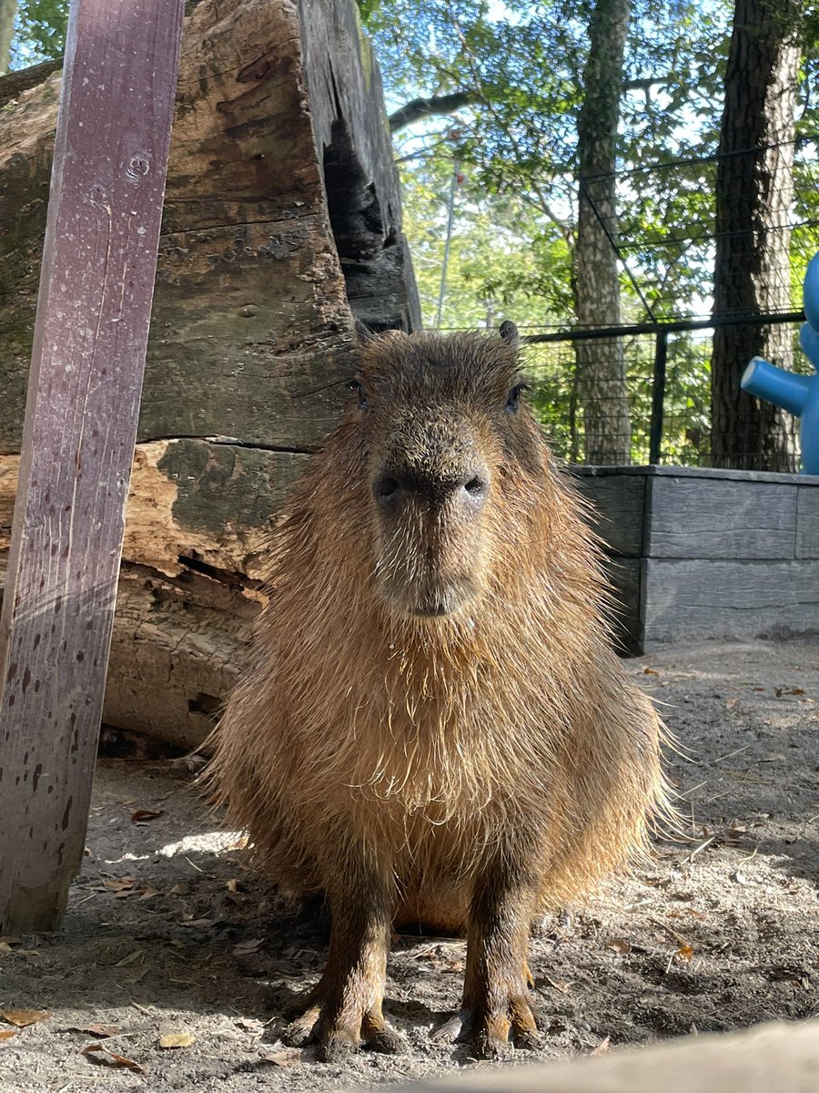 かなくま (@waHj7yIplRS77kG) / X